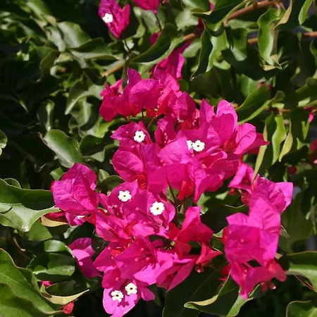 Apartament Mirsini *