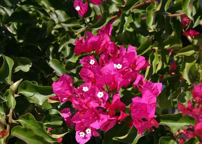 公寓 米尔斯尼公寓酒店 *